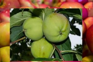 Խնձոր կրծքով կերակրման ժամանակ՝ կանաչ, կարմիր, թխած