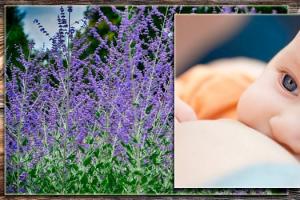 Sage to stop lactation: how to prepare an infusion
